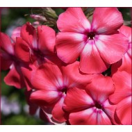 Флокс Phlox Радость Жизни